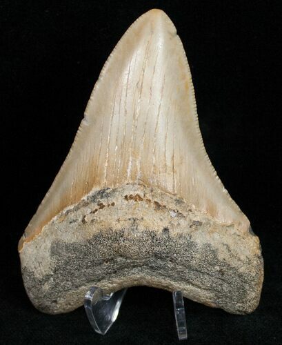 Fossil Megalodon Tooth From North Carolina #11992